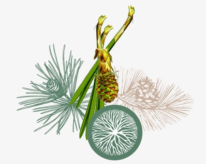 Kiefer-Baum Blätter, Ast und Früchte gezeichnet