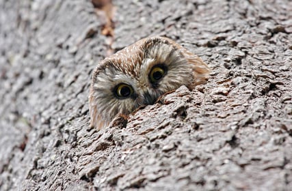 Northern Saw-whet Owl