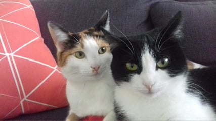 Bailey and Prinses († augustus 2024), geboren op 28 juli 2016