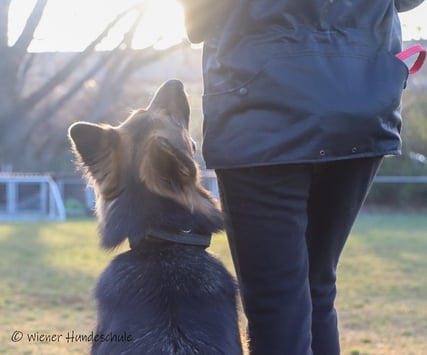Wiener Hundeschule - Hundeausbildung