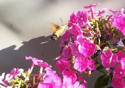 Taubenschwänzchen an Blume