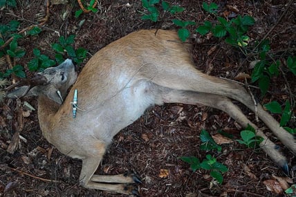 Der Rehblatter im Einsatz