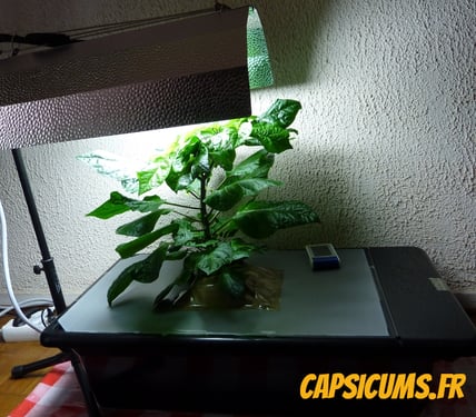 Plant de 7 Pot Primo en hydroponie (NFT)