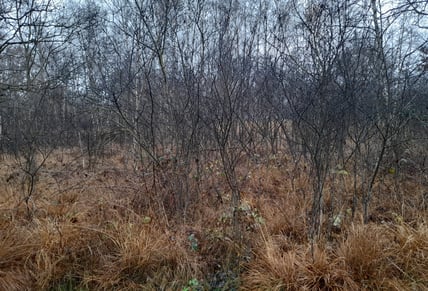 Entwicklungsfläche Fußbergmoos © S. Weigl