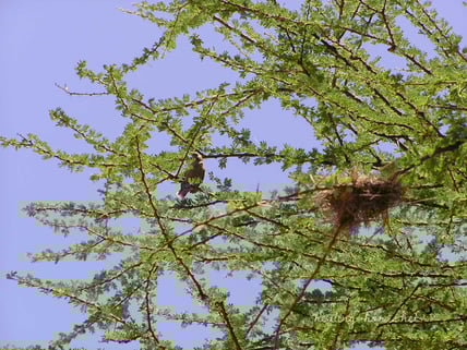 bird and nest in africa