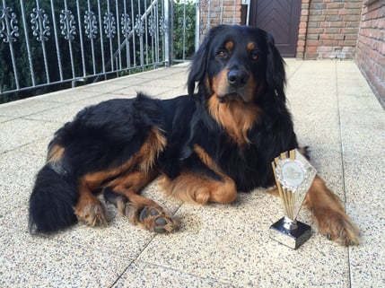 Baki  Körsieger Niederelvenich 2015