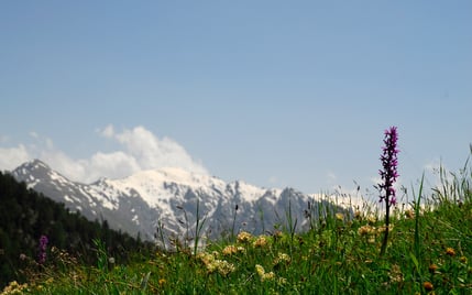 Sortie botanique dans le parc de la Vanoise - juin 2008