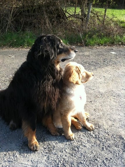 Lieblingsbild! Feah (11 Jahre und Booker 3 Monate)