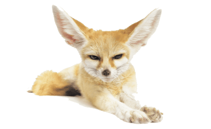 fennec renard des sables transparent png pour ecole maternelle montessori