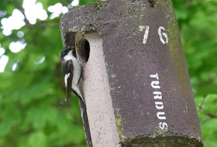 Trauerschnäpper (Foto: M. Amsler)