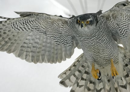 Habicht (c) M. Varesvuo, LBV-Archiv