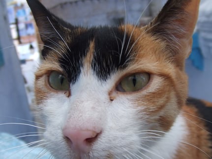 モロッコ旅行/青い街シャエウン/実加と遊ぶ猫