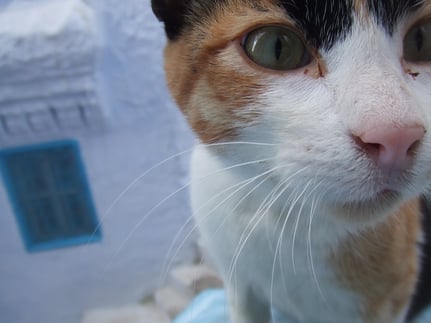 モロッコ/シャウエン在住日本人の遊び方は猫