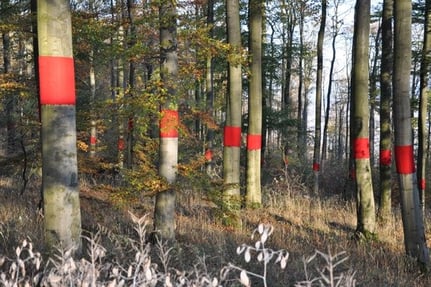 „bleeding trees“ Herbstbild 