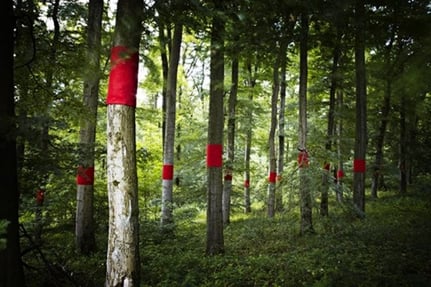 „bleeding trees“ Sommerbild 