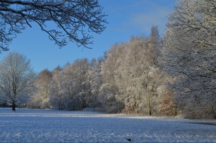 Winterlicher Morgen im Park mit Schneebedekter Wiese am Waldrand