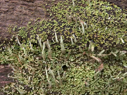 Trompetenflechte – Oliver Wittig