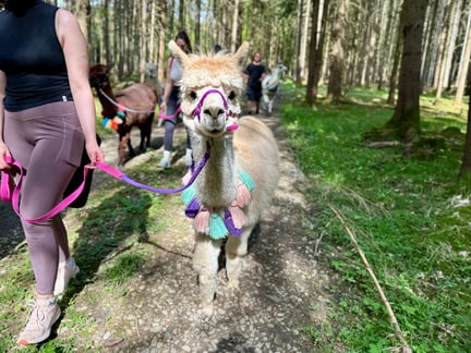 Gruppe wandert mit Alpakas durch Wald und Feld