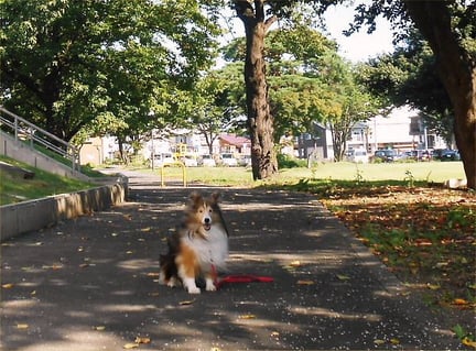 2013.09.21 (Sat) Cherry Av.