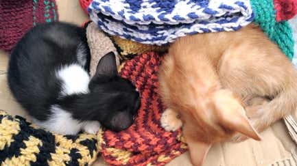 モロッコ旅行/シャウエン/可愛いネコ。