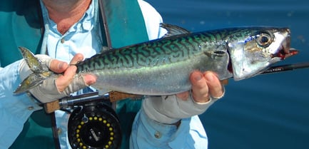 A medium sized mackerel caught fly fishing