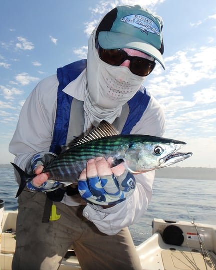 A typical Southern California inshore bonito.