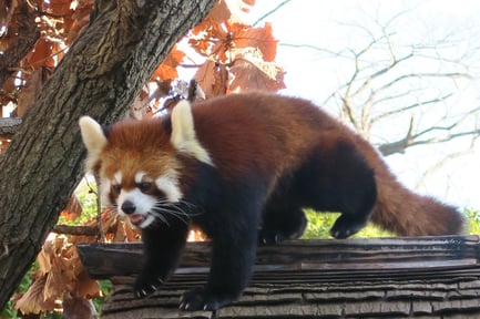 野毛山動物園・レッサーパンダ