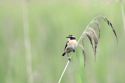 Braunkehlchenmännchen (Foto: Wolfgang Goymann)