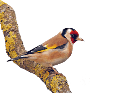 Image animaux detourée transparent sur fond blanc chardonneret elegant png