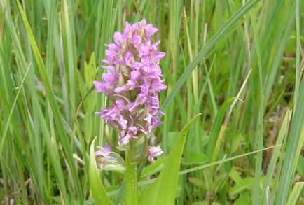 Fleischfarbenes Knabenkraut © E. Tramp
