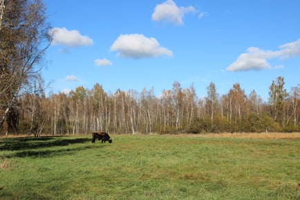 Heckrind im Fußbergmoos © E. Wölfl
