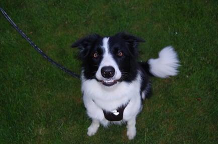 Bo (© Thea van Driel)