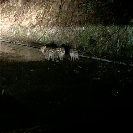 妙法山のウリンボ（イノシシの子ども）