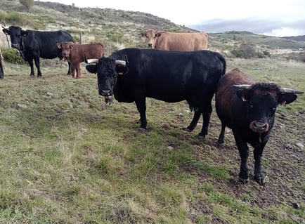Elevage d'Olivier Coulardeau aux Vastres (Haute-Loire)