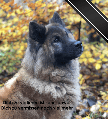 Shakira, Eurasier ♀