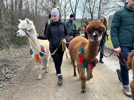 Menschen und Alpakas gemeinsam auf einer Wanderung