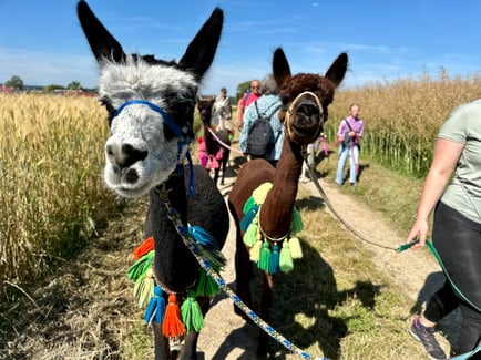 Teilnehmergruppe auf einer Alpaka‑Wanderung am Pointnerhof