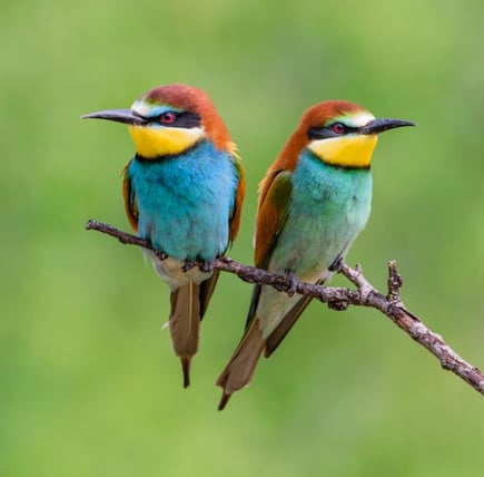 Bienenfresser, Foto: Christoph Bosch, LBV-Archiv