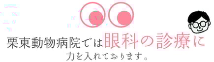 栗東動物病院では眼科の診療に力を入れております。