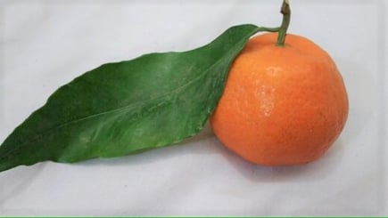 モロッコ青い街シャウエン在住Mikaのブログ