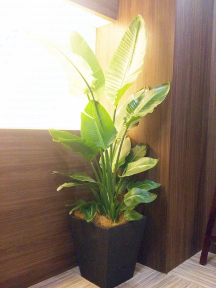 大鉢：店舗入り口