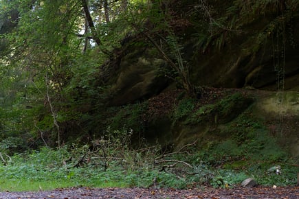 Hinter diesem Asthaufen verbarg sich der gesuchte Farn...  