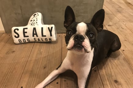DOG SALON SEALY　ドッグサロンシーリー　表参道　南青山　外苑前　神宮前　トリミングサロン　射手今日子　イデキョウコ　トイプードル