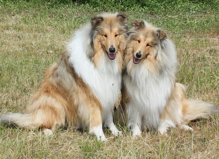 Farlow Farex und Finja Fleur