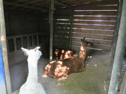 Ein windgeschützter Unterstand ist wichtig für Lamas.