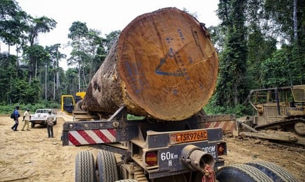 Est-Cameroun. Exploitation du bois
