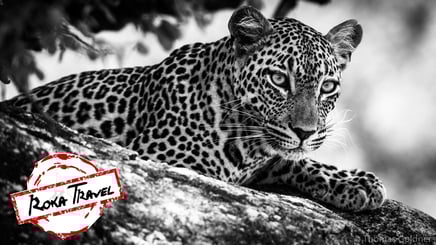 Leopard im Kruger Nationalpark