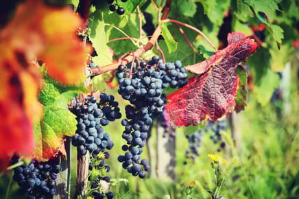 Le vignoble du Château Les Bédats Bois Montet