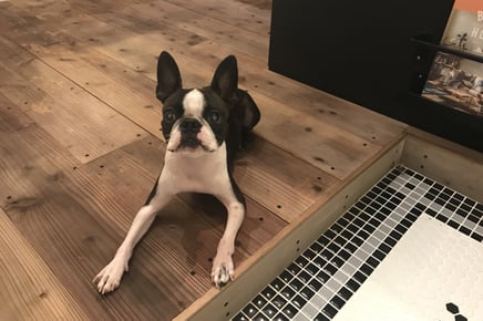 DOG SALON SEALY　ドッグサロンシーリー　表参道　南青山　外苑前　神宮前　トリミングサロン　射手今日子　イデキョウコ　トイプードル