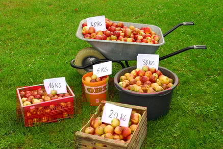 In unterschiedlichen Behältnissen sind Äpfel gefüllt mit einem jeweiligen Schild, dass das Gewicht anzeigt. Zum Beispiel einen Schubkarre mit Äpfel, die circa 40kg entspricht. Oder ein Eimer, der 5kg entspricht.